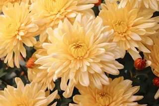 菊花光照摄影图