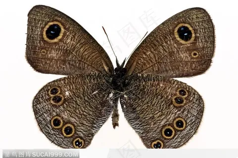 蝴蝶标本（彩蝶）