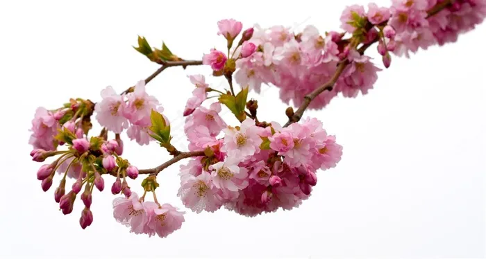 鲜花系列粉红色樱花大图