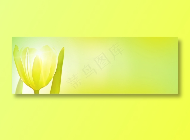 郁金香青黄色淡雅背景图片