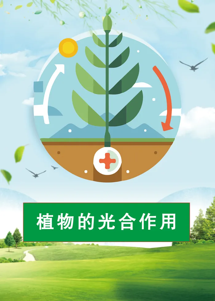 植物的光合作用科普知识海报psd模版下载