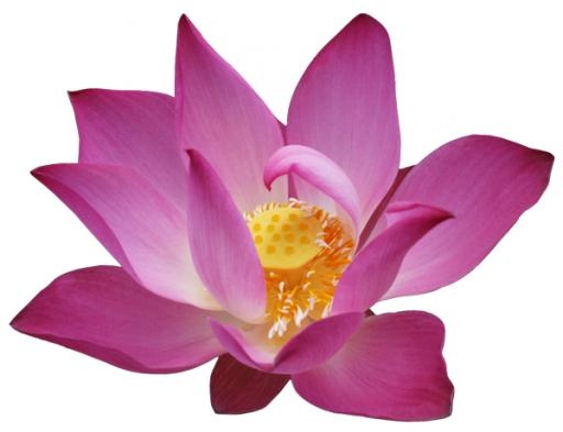 莲花 PNG免抠(600x461)