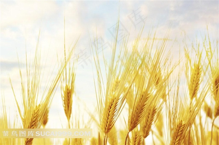 美丽金黄的小麦