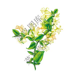 金银花高清图