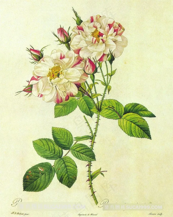 唯美树枝水彩复古插画