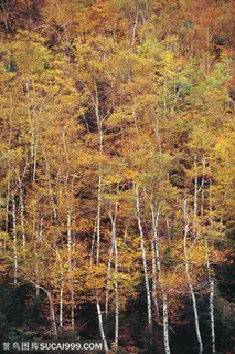树木树叶-俯视山丘上的一片黄色树林