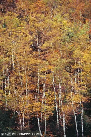 树木树叶-俯视山丘上的一片黄色树林