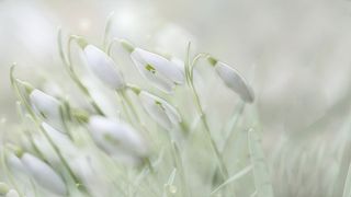 浪漫浅色系小花背景