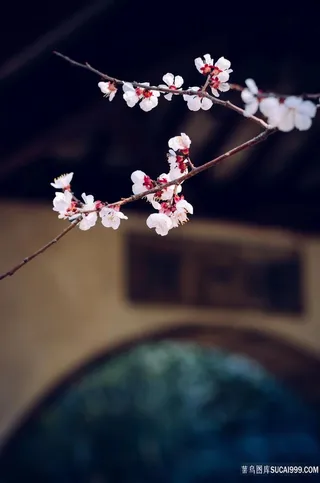 古典梅花鲜花大全花卉图片素材