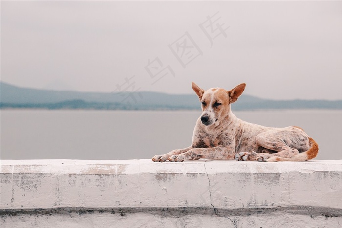 躺着的宠物狗摄影大图