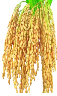 稻谷谷穗免扣素材