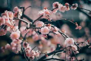 春天盛开的梅花图片