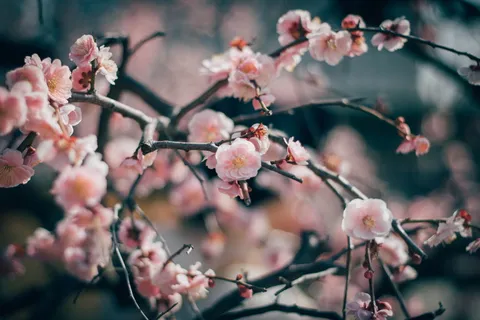 春天盛开的梅花图片 春天盛开的梅花图片