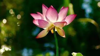 清新荷花唯美图片