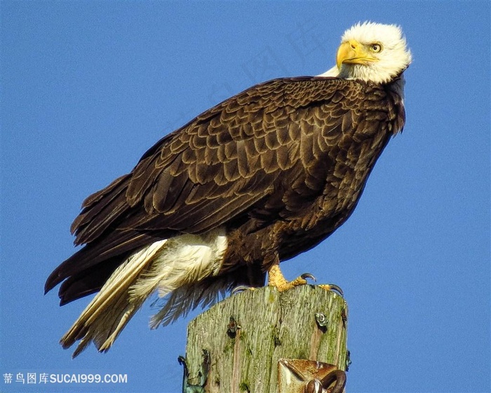 3K高清树墩上的老鹰图片鸟图片