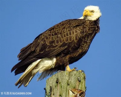 3K高清树墩上的老鹰图片鸟图片