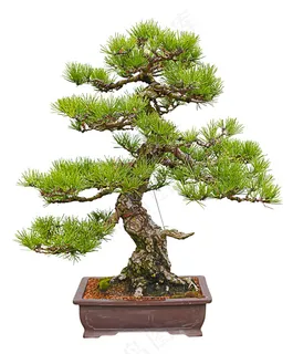 树木盆景图片 树木盆景图片