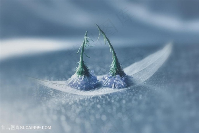 高清唯美枯叶小花鲜花图片