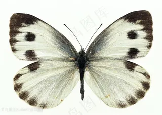 飞蛾子蝴蝶图片