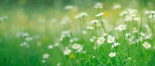 夏至夏天向阳菊花草地立夏小暑摄影图