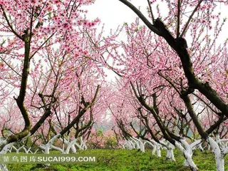 美丽的桃花林