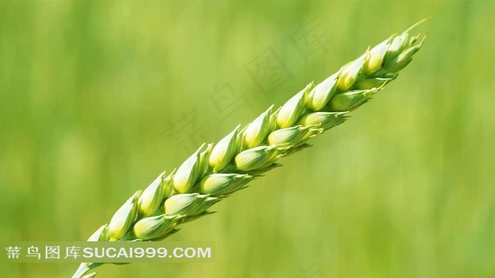 电脑壁纸漂亮麦子特写