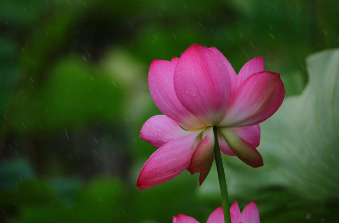 小雨中彩色荷花图片