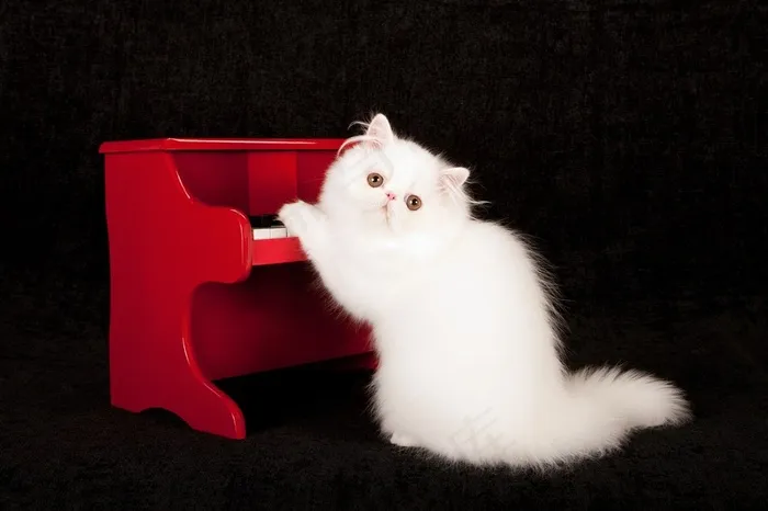 可爱的波斯猫图