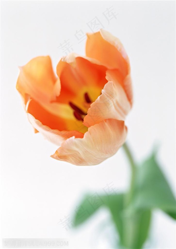 花卉物语-斜放的橙色郁金香