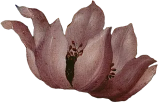 复古油画质感宫廷花卉植物花朵鲜花拼贴图案PNG免抠图片设计素材