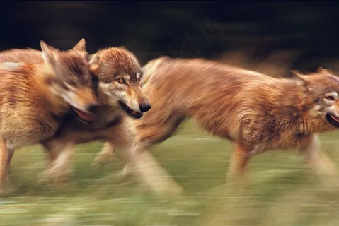草地奔跑的狼群图片