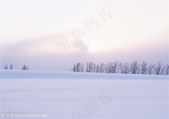 漂亮雪景-雪地上的一排树