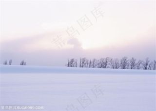 漂亮雪景-雪地上的一排树