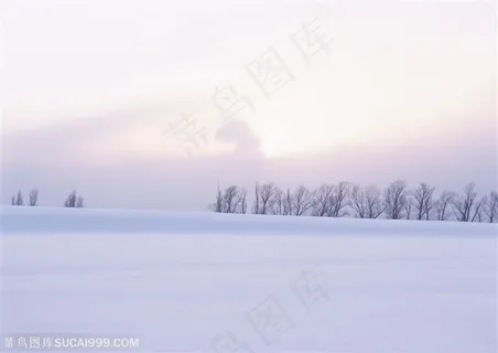 漂亮雪景-雪地上的一排树 漂亮雪景-雪地上的一排树