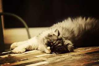 可爱长毛波斯猫图片