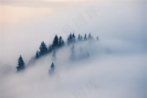 起雾的美丽树林 起雾的美丽树林