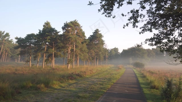 树木, 多雾路段, 小路, 自然, 早晨, 骑自行车, 景观