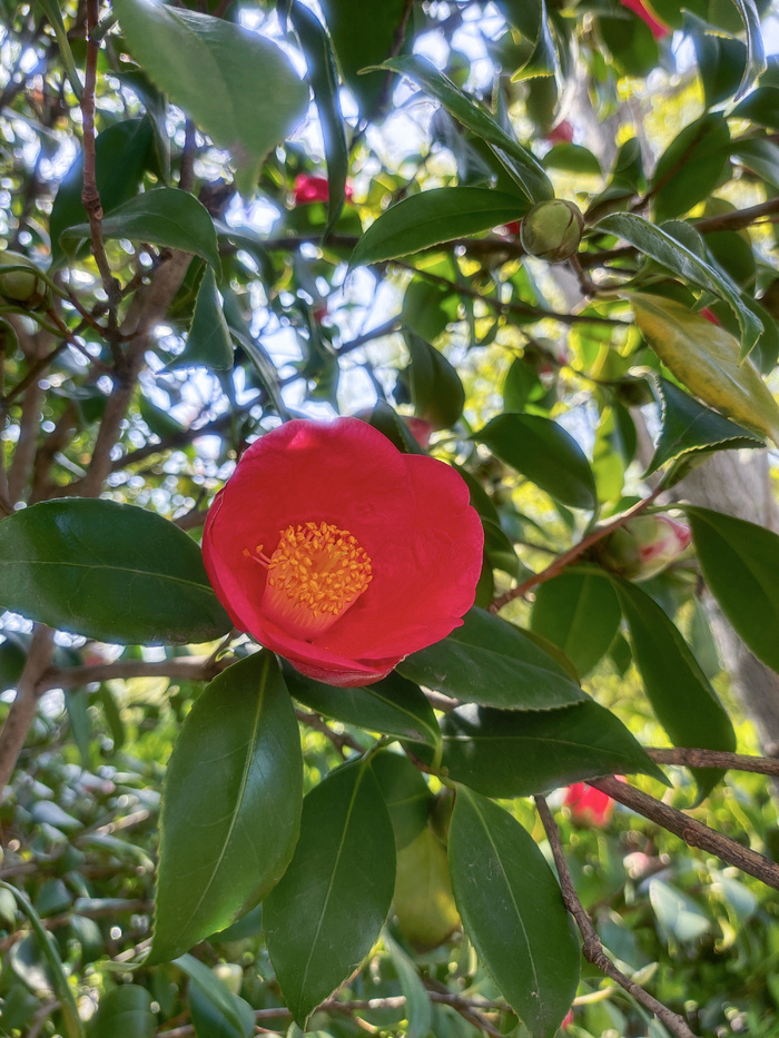 红色茶花一朵