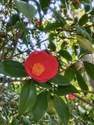 红色茶花一朵