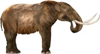 猛犸象 PNG免抠