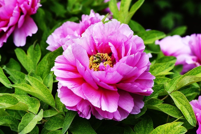鲜花系列粉色牡丹花素材