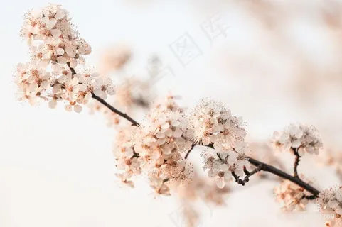 樱花花束摄影花绘图片大全 樱花花束摄影花绘图片大全