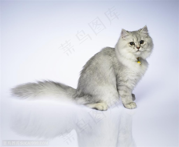 波斯猫图片