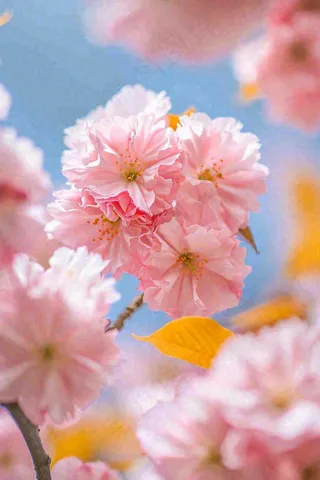 春天蓝天清新粉红桃花花朵树枝嫩叶，立春摄影图