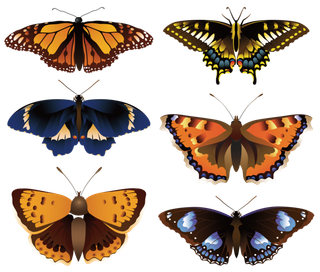 蝴蝶素材矢量胡蝴蝶