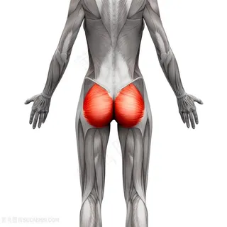 臀部人体结构图片