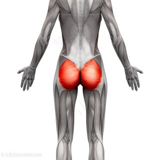 臀部人体结构图片