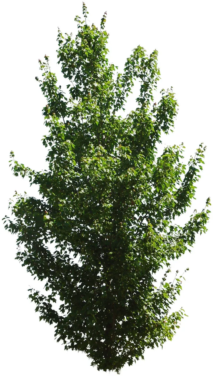高清树木素材 免抠PSD植物素材 美术绘画园林贴图 树草灌木花草psd模版下载