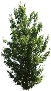 高清树木素材 免抠PSD植物素材 美术绘画园林贴图 树草灌木花草 高清树木素材 免抠PSD植物素材 美术绘画园林贴图 树草灌木花草