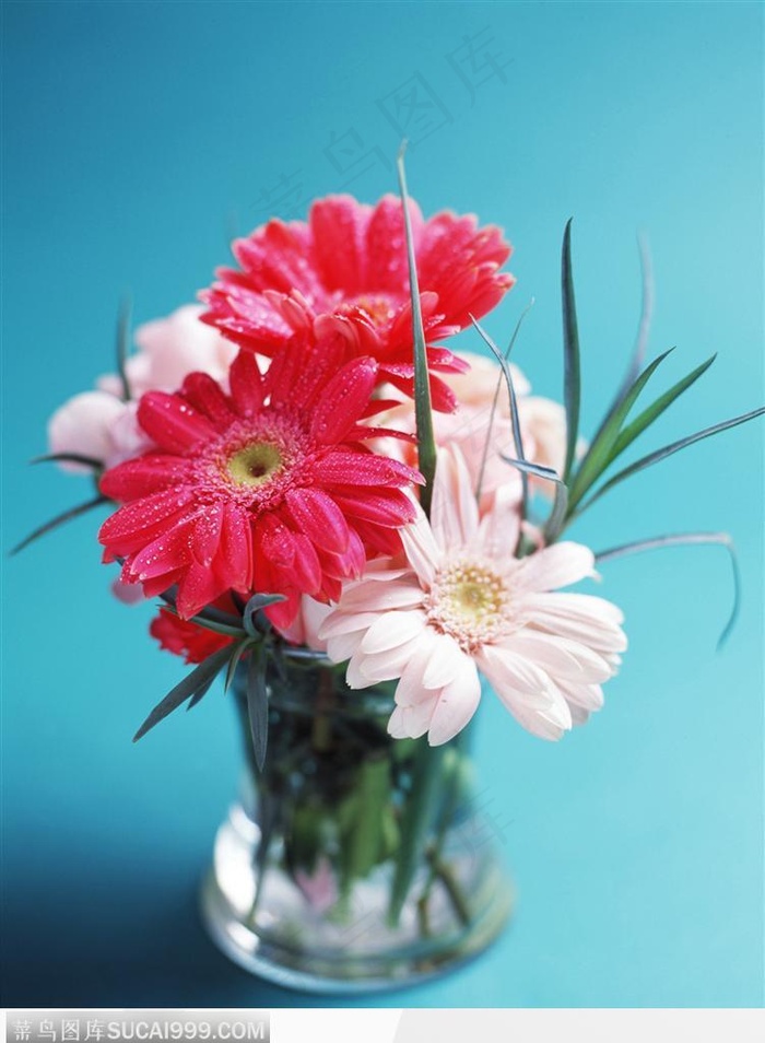 花艺摆设-漂亮的菊花